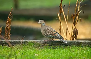 Oriental Turtle-dove (Streptopelia orientalis orientalis) immature, first winter plumage, standing during rainfall