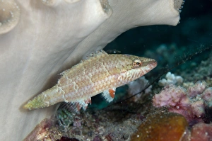 West Papua Prints: Oriental Wrasse (Oxycheilinus rhodochrous) adult