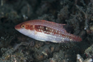 Oriental Wrasse (Oxycheilinus rhodochrous) adult, Lembeh Straits, Sulawesi, Sunda Islands, Indonesia