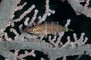 Reefs Prints: Oriental Wrasse (Oxycheilinus rhodochrous) juvenile