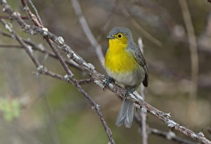 Warblers Prints: Oriente Warbler (Teretistris fornsi) adult