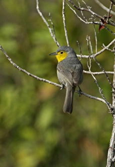 Oriente Warbler (Teretistris fornsi) adult, perched on twig, Cayo Coco, Jardines del Rey, Ciego de Avila Province