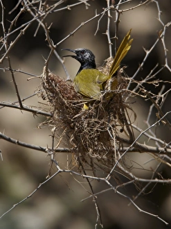 Senegal Prints: Oriole Warbler (Hypergerus atriceps) adult, building nest, Niokolo-Koba, Senegal, october