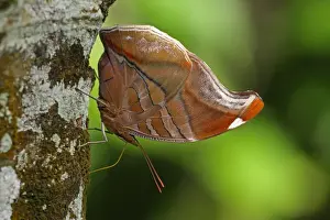 Lesser Antilles Prints: Orion (Historis odius) adult, drinking moisture from tree trunk, Fond Doux Plantation, St