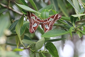 Trinidad Prints: Orizaba Silkmoth (Rothschildia orizaba) adult