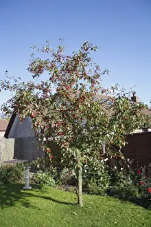 Crab Apple Prints: Ornamental Crabapple (Malus x robusta) Red Sentinal