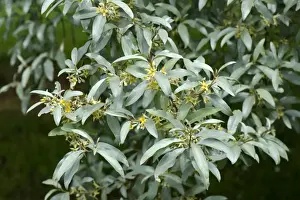 Grey Prints: Ornamental shrub, Elaeagnus angustifolia Quicksilver in flower, in a country garden