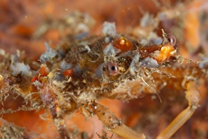 Decapoda Prints: Ornamental Spider Crab (Schizophrys aspera) adult