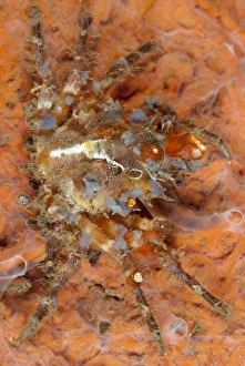 Ornamental Spider Crab (Schizophrys aspera) adult, camouflaged on reef at night, Bandaneira, near Ambon Island