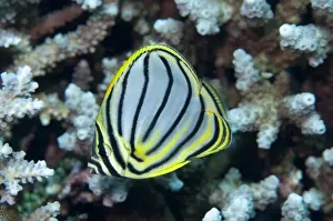 Ornate Butterflyfish (Chaetodon ornatissimus) adult, swimming in reef, Uhak Reef, Wetar Island, Barat Daya Islands, Lesser Sunda Islands, Maluku Province, Indonesia