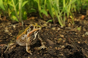 Frog Prints: Ornate Frog (Hildebrandtia ornata) adult, sitting on mud, Ruaha N. P. Tanzania, january