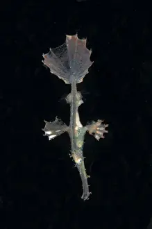 Swimming Prints: Ornate Ghostpipefish (Solenostomus paradoxus) juvenile