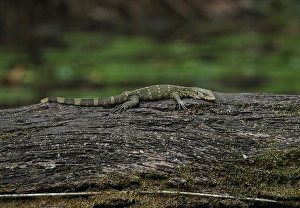 Rainforest Prints: Ornate Monitor (Varanus ornatus) adult, resting on log, Ankasa Reserve, Ghana, February