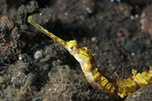 Ornate Pipefish (Halicampus macrorhynchus) adult, close-up of head, Seraya, Bali, Lesser Sunda Islands, Indonesia