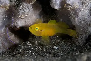 Muck Prints: Ornate Slippery Goby (Lubricogobius ornatus) adult
