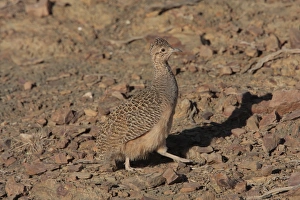 Argentinean Prints: Ornate Tinamou (Nothoprocta ornata) adult