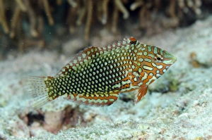 Ornate Wrasse (Macropharyngodon ornatus) adult, swimming, Nyata Island, Barat Daya Islands, Lesser Sunda Islands