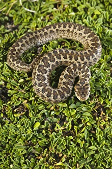 Apennines Prints: Orsini's Viper (Vipera ursinii) adult