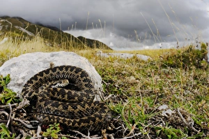 Orsini's Viper (Vipera ursinii) adult, in mountain habitat with stormy sky, Apennines, Italy, september