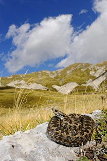 Orsinis Viper (Vipera ursinii) adult, in mountain habitat, Apennines, Italy, september