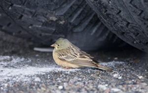 Blizzard Prints: Ortolan Bunting (Emberiza hortulana) adult female