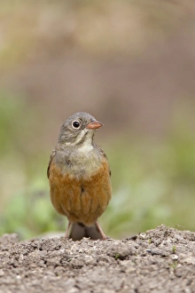 Ortolan Bunting (Emberiza hortulana) adult male, standing on ground, Bulgaria, may