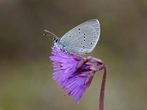 Blue Prints: Osiris Blue (Cupido osiris) adult male