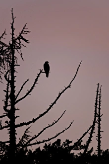 Caledonian Prints: Osprey (Pandion haliaetus) adult, perched in tree, silhouetted at dusk, Cairngorms N. P