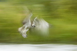 Caught Prints: Osprey (Pandion haliaetus) adult