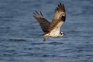 Ospreys Prints: Osprey (Pandion haliaetus) adult, in flight over water, North Michigan, U. S. A. june
