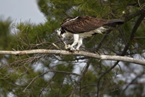 Ospreys Prints: Osprey (Pandion haliaetus) adult