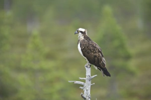 Osprey (Pandion haliaetus) adult, perched at top of dead tree, Finland