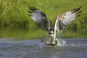 Osprey (Pandion haliaetus) adult, in flight, catching fish in talons, Finland