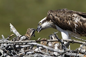 Osprey (Pandion haliaetus) adult, feeding chicks at nest, Finland, July