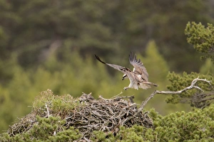 Osprey (Pandion haliaetus) adult, in flight, landing at nest with chicks, Caledonian Forest, Cairngorms N. P