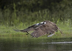 Osprey (Pandion haliaetus) adult, in flight, taking off from loch with trout prey in talons, Aviemore, Cairngorms N. P