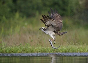 Caught Prints: Osprey (Pandion haliaetus) adult