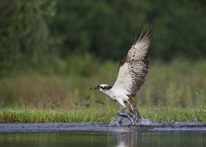 Osprey (Pandion haliaetus) adult, with rings on legs, in flight, taking off from loch with trout prey in talons
