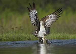 Osprey (Pandion haliaetus) adult, in flight, taking off from loch with trout prey in talons, Aviemore, Cairngorms N. P