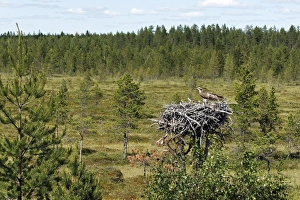 Ospreys Prints: Osprey (Pandion haliaetus) adult with chicks, at nest in habitat, Finland, July
