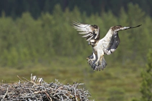Collected Prints: Osprey (Pandion haliaetus) adult female