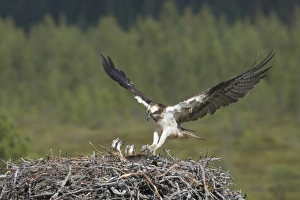 Osprey (Pandion haliaetus) adult female, in flight, with nesting material in talons, landing at nest with chicks, Finland