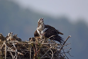 Ospreys Prints: Osprey (Pandion haliaetus) adult female with chicks, at nest, Virginia, U. S. A. july