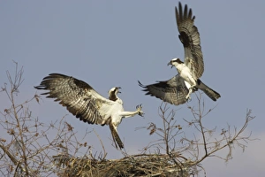 Aggression Prints: Osprey (Pandion haliaetus) two adults
