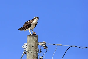 Osprey (Pandion haliaetus carolinensis) adult, calling, standing on post with fish prey in talons, Sanibel Island