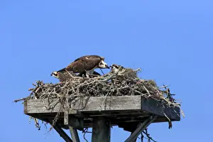 Osprey (Pandion haliaetus carolinensis) adult feeding chicks, at nest on manmade platform, Sanibel Island, Florida