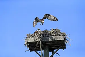 Father Prints: Osprey (Pandion haliaetus carolinensis) adult pair with chicks