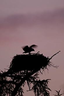 Chicks Prints: Osprey (Pandion haliaetus) chick
