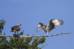 Site Prints: Osprey (Pandion haliaetus) two fledglings