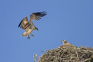 Osprey (Pandion haliaetus) two fledglings, in flight and sitting at old nestsite, Cairngorms N. P